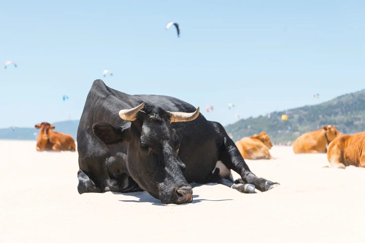 The Sleeping Bull by Andrew Lever wall art