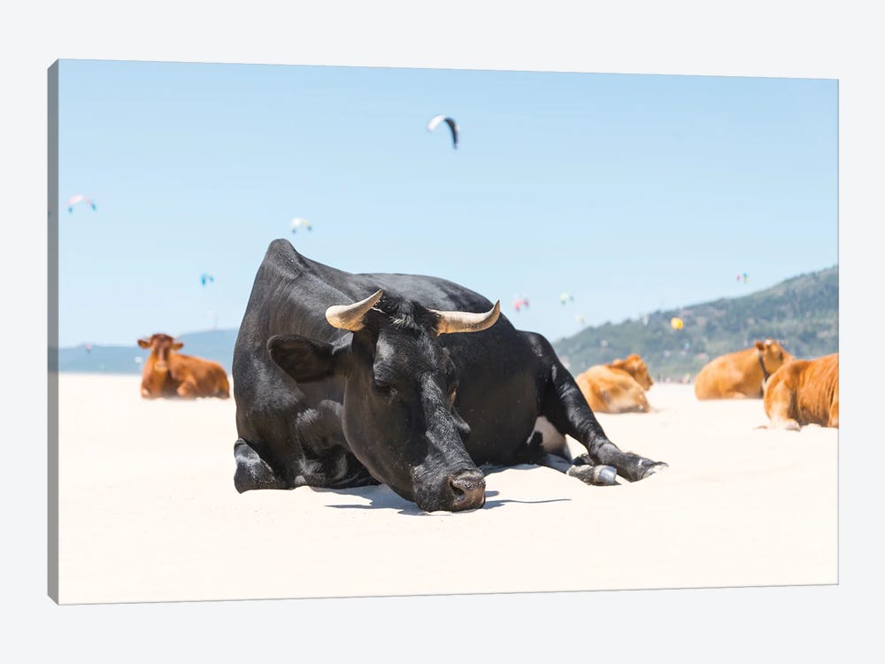 The Sleeping Bull by Andrew Lever 1-piece Art Print