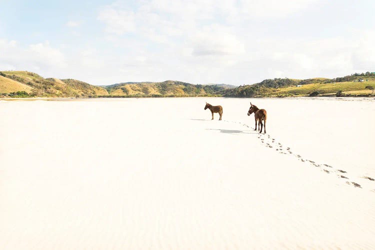 Beach Donkeys