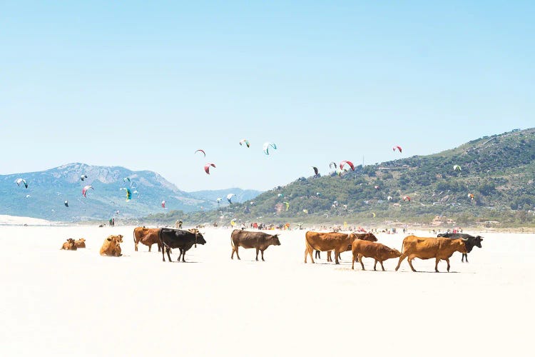 Beach Cows