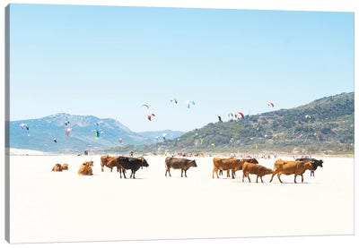 Beach Cows Canvas Art Print - Andrew Lever