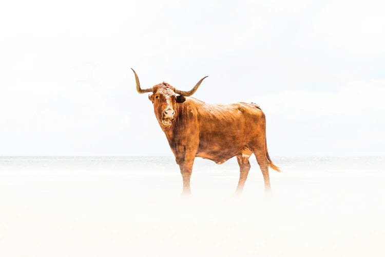 Beach Cow