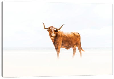 Beach Cow Canvas Art Print - Andrew Lever