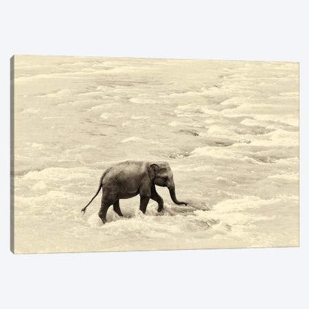 Baby Steps Canvas Print #AWL68} by Andrew Lever Canvas Print