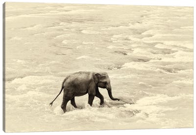 Baby Steps Canvas Art Print - Andrew Lever