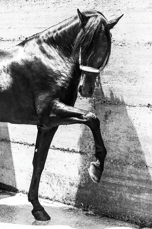 Black Andalucian Horse