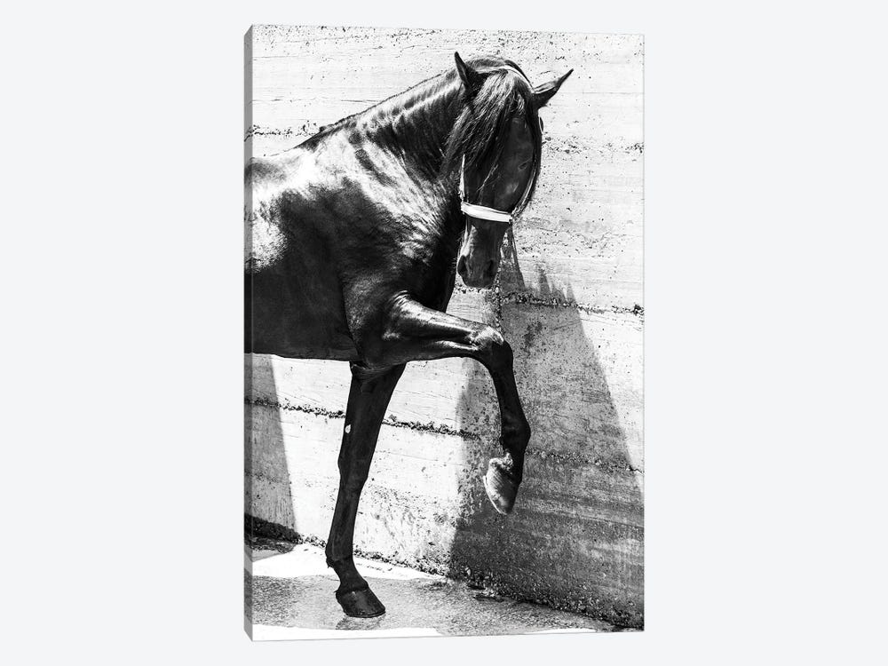 Black Andalucian Horse by Andrew Lever 1-piece Art Print