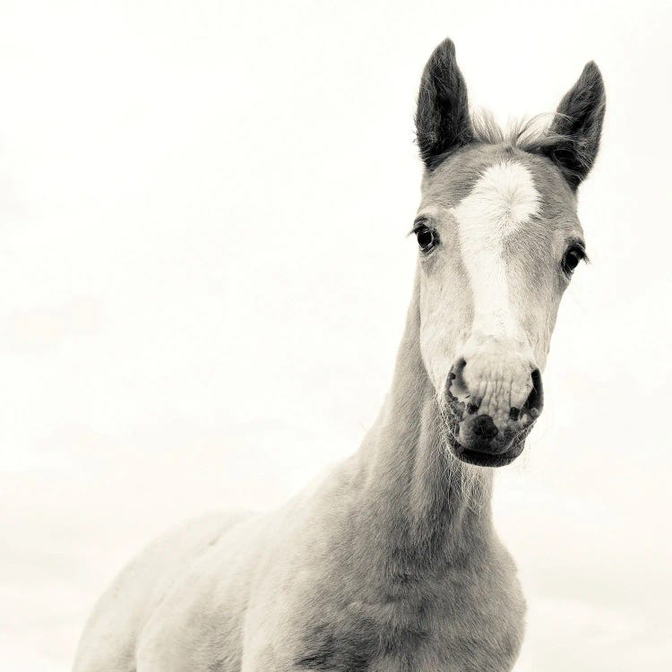 The Young One by Andrew Lever wall art