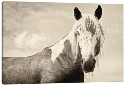 Painted Horse Canvas Art Print - Western Décor