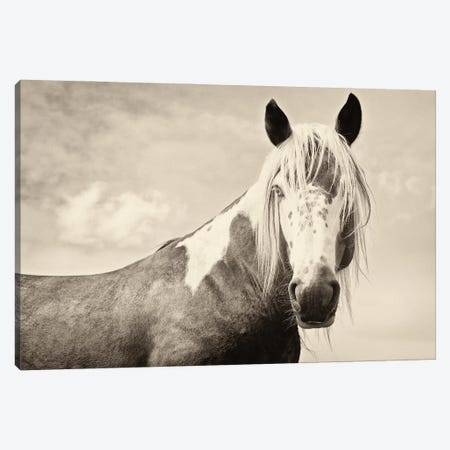 Painted Horse Canvas Print #AWL78} by Andrew Lever Canvas Art