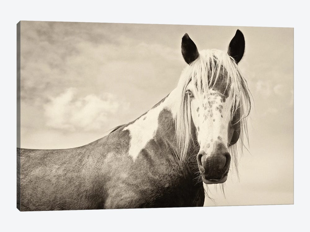 Painted Horse by Andrew Lever 1-piece Art Print
