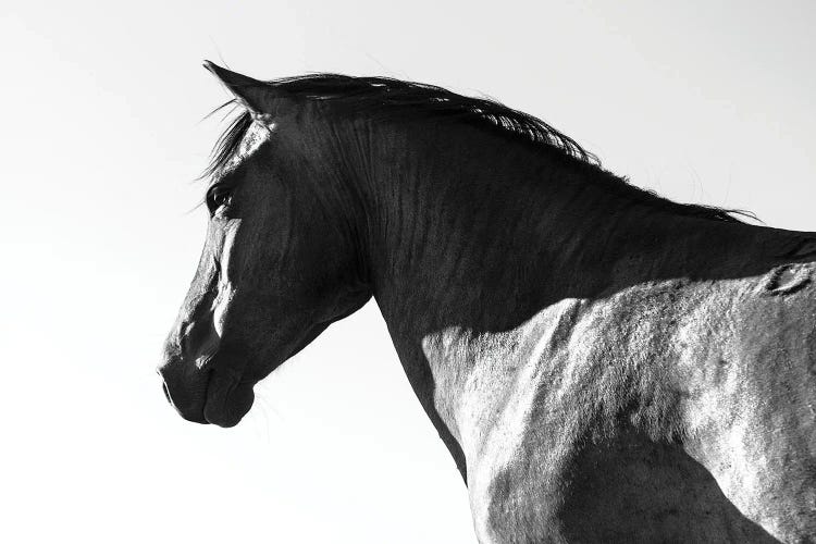 Black Beauty by Andrew Lever wall art