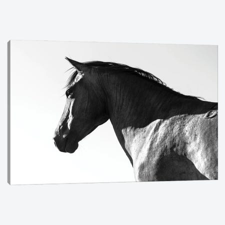 Black Beauty Canvas Print #AWL81} by Andrew Lever Canvas Art Print
