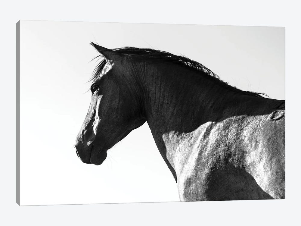 Black Beauty by Andrew Lever 1-piece Art Print