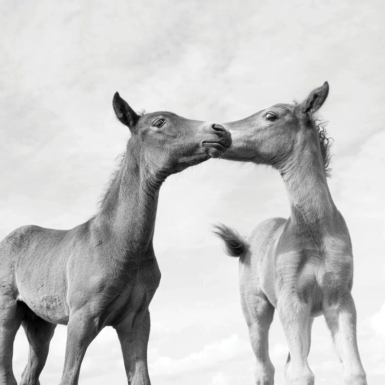 Making Friends by Andrew Lever wall art
