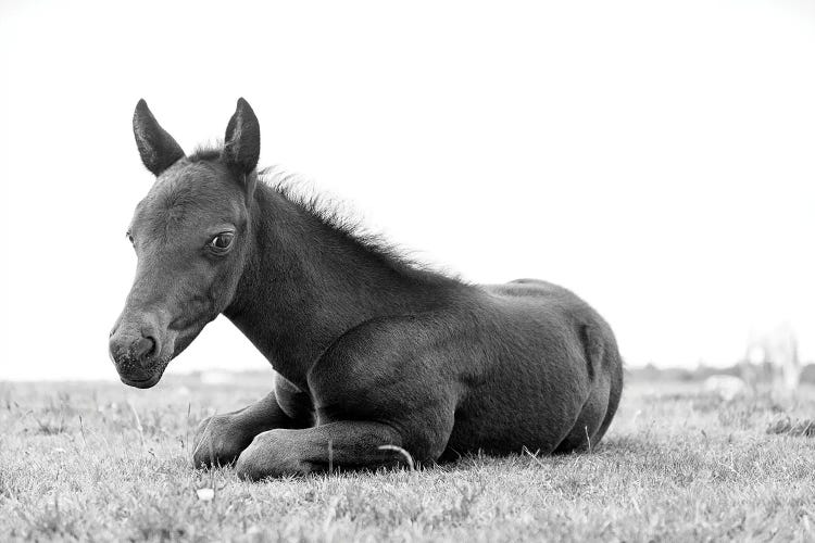 Young Black Beauty