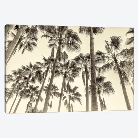 Canary Palms Canvas Print #AWL8} by Andrew Lever Canvas Art Print