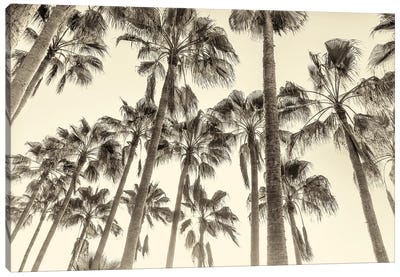 Canary Palms Canvas Art Print - Andrew Lever