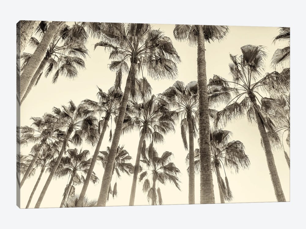 Canary Palms by Andrew Lever 1-piece Canvas Art Print