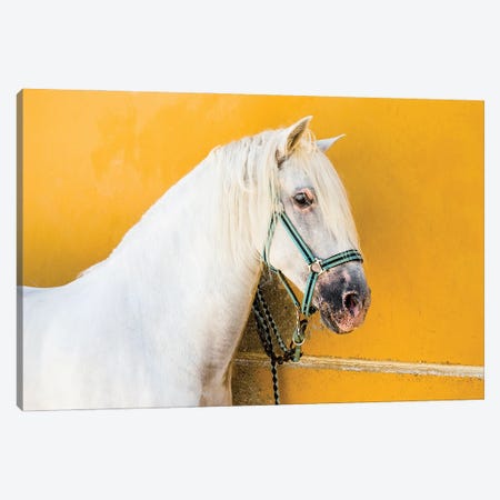 White Stallion Canvas Print #AWL90} by Andrew Lever Canvas Wall Art