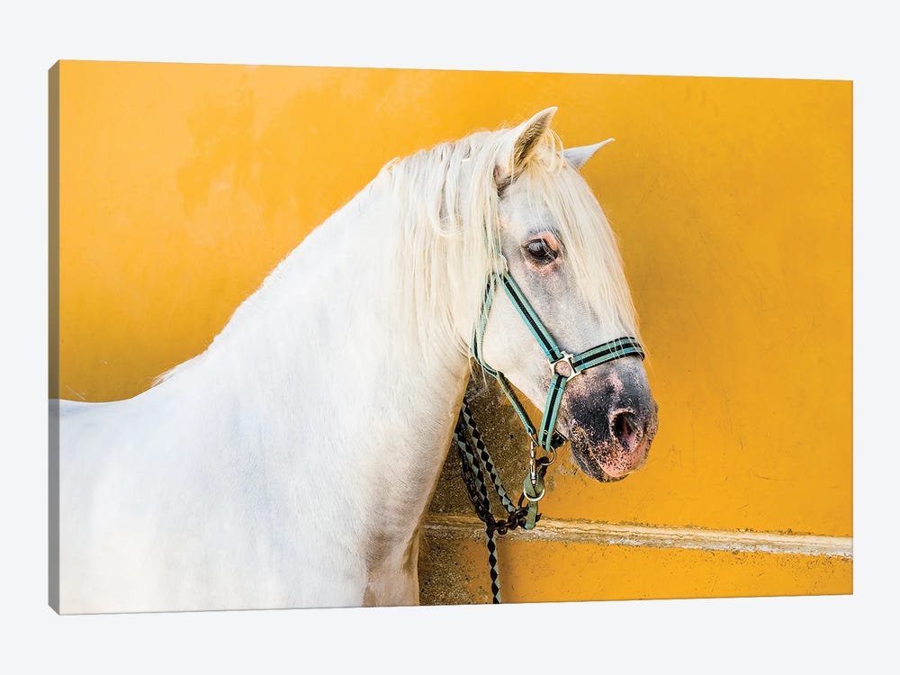 White Stallion by Andrew Lever 1-piece Canvas Print