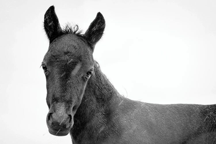 Young Black Beauty II