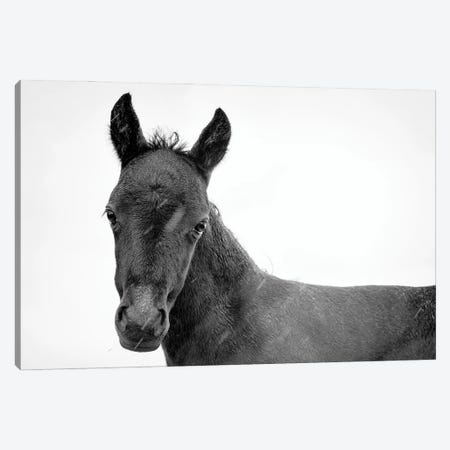 Young Black Beauty II Canvas Print #AWL95} by Andrew Lever Art Print