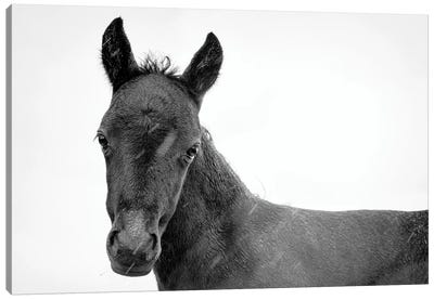 Young Black Beauty II Canvas Art Print - Andrew Lever