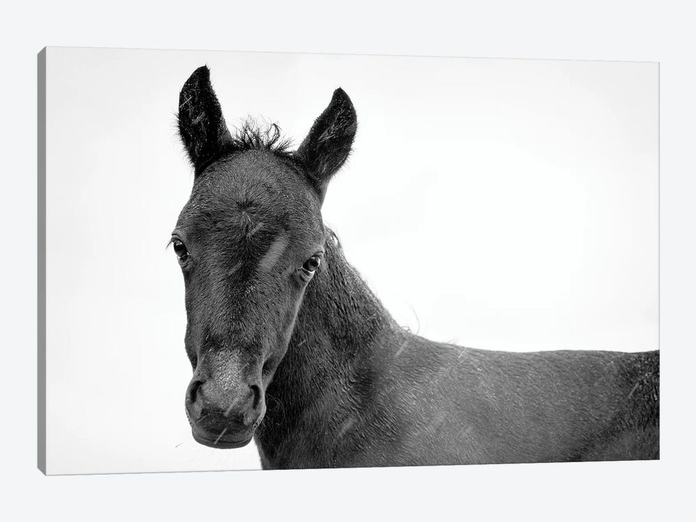 Young Black Beauty II by Andrew Lever 1-piece Canvas Artwork