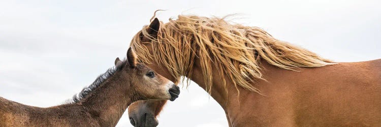 Bonding by Andrew Lever wall art
