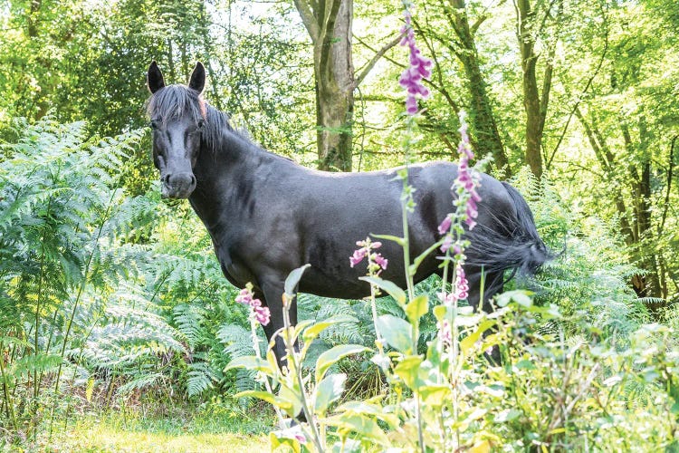 Amongst The Flowers