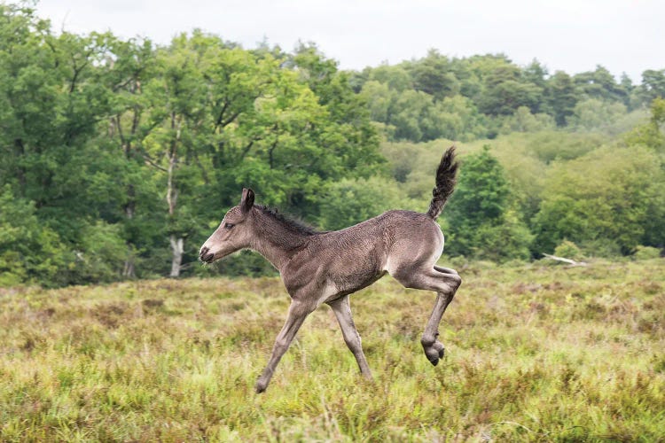 Bambi Foal