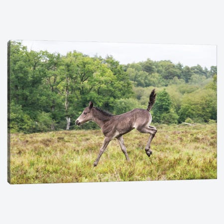 Bambi Foal Canvas Print #AWL99} by Andrew Lever Canvas Art