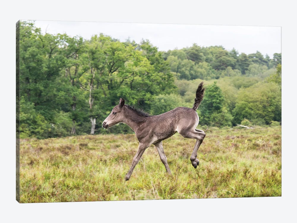 Bambi Foal by Andrew Lever 1-piece Canvas Wall Art