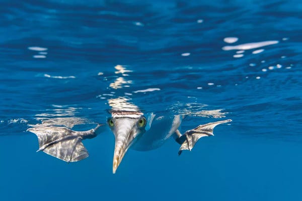 Art Wolfe: Blue-Footed Booby, Galapagos Islands by Art Wolfe