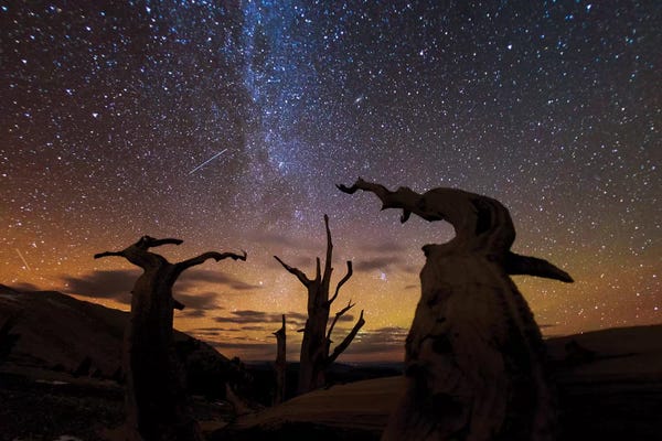 Art Wolfe: Bristlecone pine, Ancient Bristlecone Pine Forest, White Mountains, California by Art Wolfe