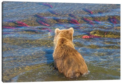 Brown bear fishing in shallow waters, Katmai National Park, Alaska, USA Canvas Art Print