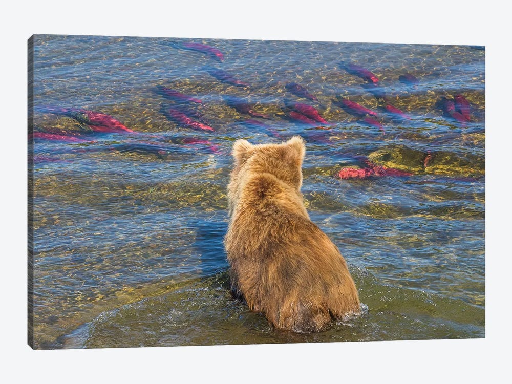 Brown bear fishing in shallow waters, Katmai National Park, Alaska, USA by Art Wolfe 1-piece Canvas Wall Art
