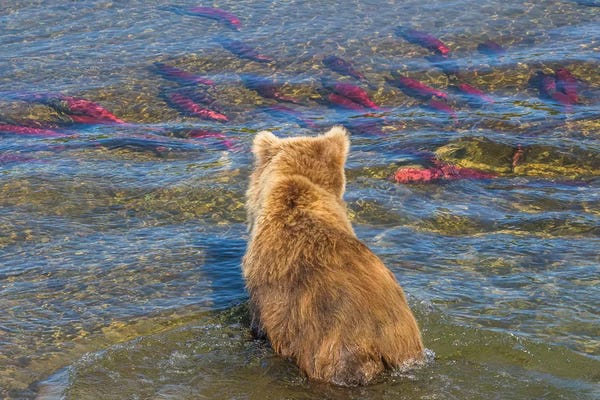 Brown bear fishing in shallow waters, Katmai National Park, Alaska, USA