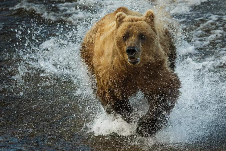 Brown bear fishing, Katmai National Park, Alaska, USA