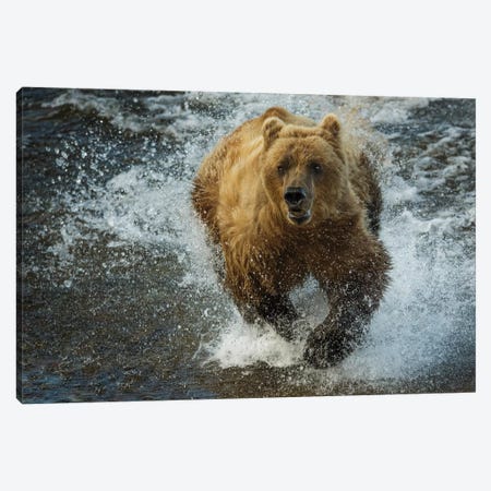 Brown bear fishing, Katmai National Park, Alaska, USA Canvas Print #AWO14} by Art Wolfe Canvas Art