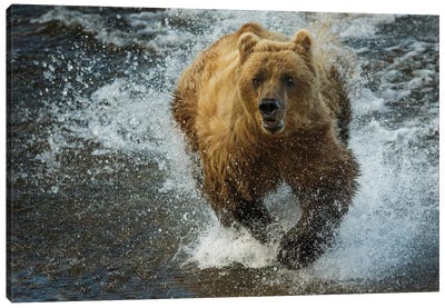 Brown bear fishing, Katmai National Park, Alaska, USA Canvas Art Print