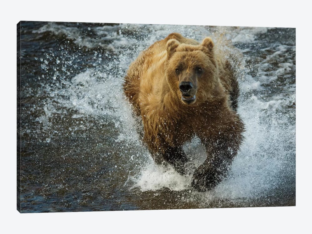 Brown bear fishing, Katmai National Park, Alaska, USA by Art Wolfe 1-piece Canvas Art Print