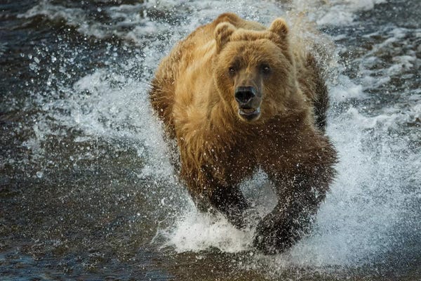 Art Wolfe: Brown bear fishing, Katmai National Park, Alaska, USA by Art Wolfe
