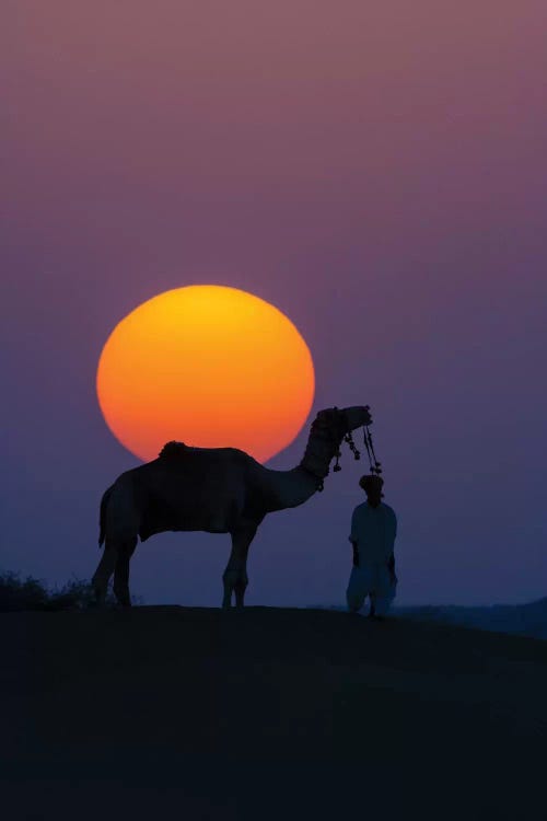 Camel and person at sunset, Thar Desert, Rajasthan, India