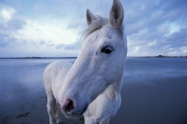 Camargue Horse, Camargue, Provence-Alpes-Cote d'Azur, France