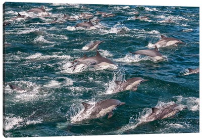 Long-beaked common dolphins, Sea of Cortez, Baja California, Mexico Canvas Art Print - Mexico Art