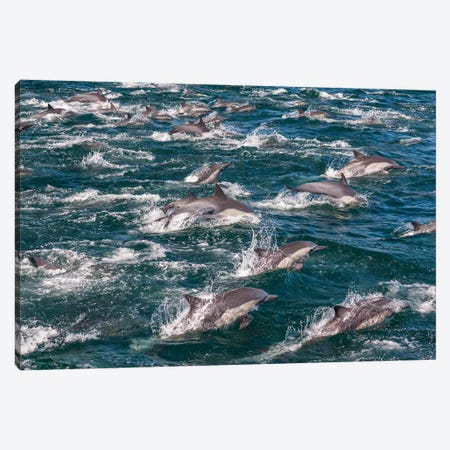 Long-beaked common dolphins, Sea of Cortez, Baja California, Mexico Canvas Print #AWO20} by Art Wolfe Canvas Wall Art
