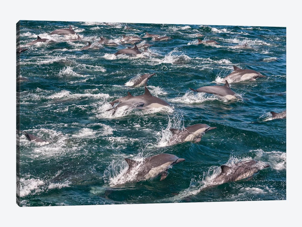 Long-beaked common dolphins, Sea of Cortez, Baja California, Mexico by Art Wolfe 1-piece Canvas Artwork
