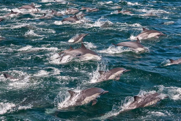Art Wolfe: Long-beaked common dolphins, Sea of Cortez, Baja California, Mexico by Art Wolfe